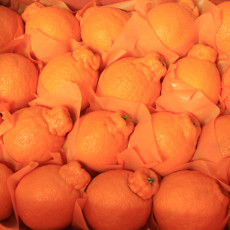 한라봉10키로(36-40개)