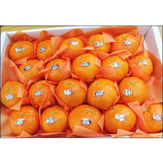 레드향선물용5kg